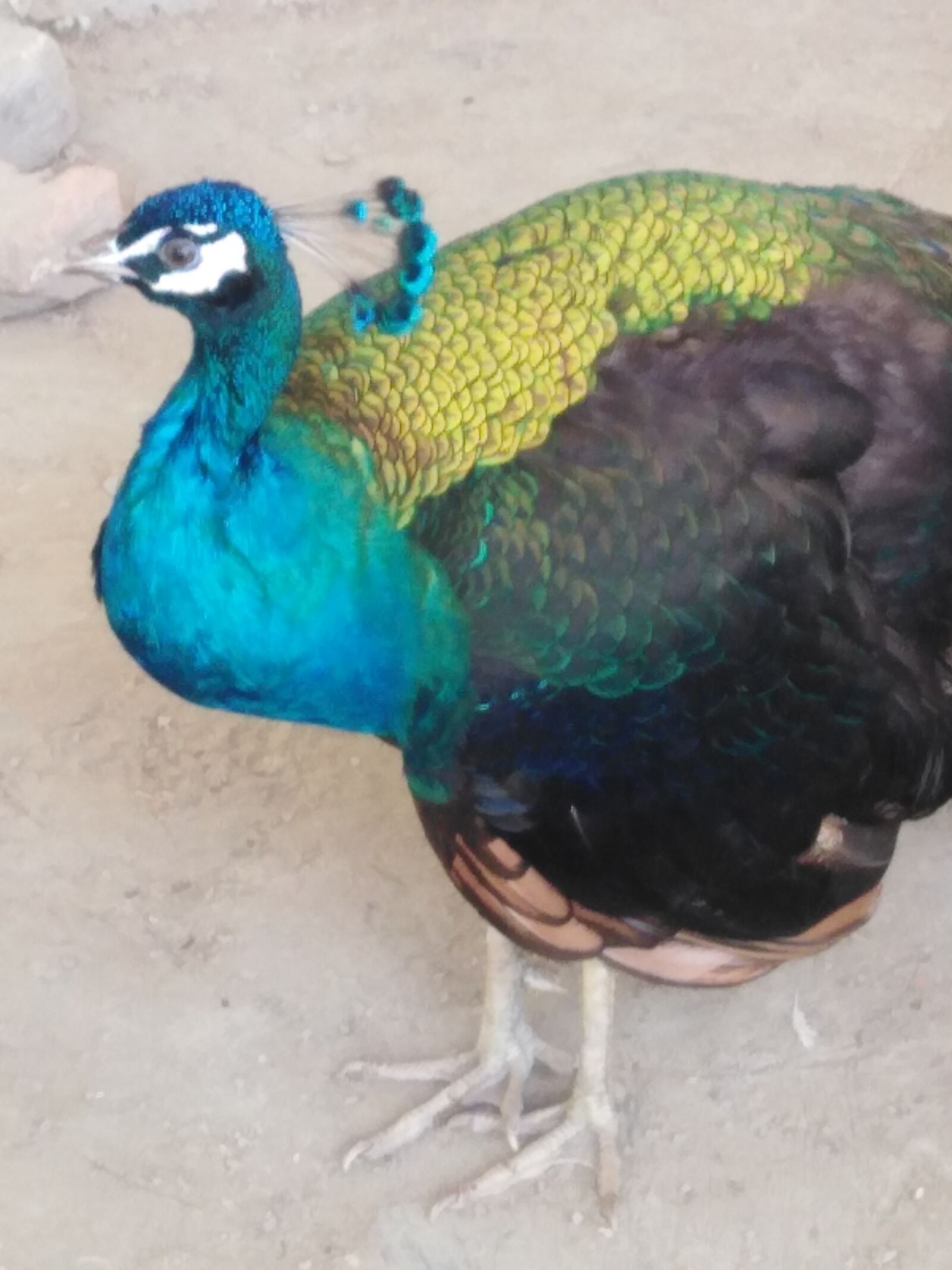 HUAWEI LDN-L21 sample photo. Peacock, beautiful bird, colorful photography