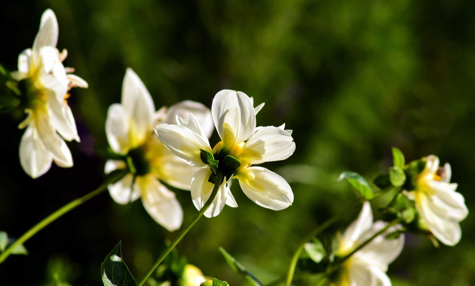 Nikon D3300 sample photo. Petal, flora, leaf, summer photography