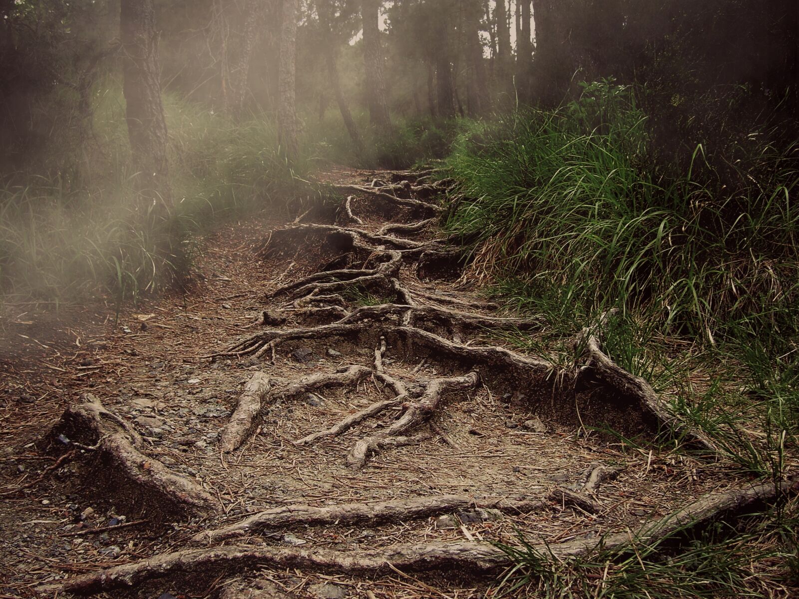 Samsung D70 / D75 / S730 / S750 sample photo. Path, roots, mountain photography