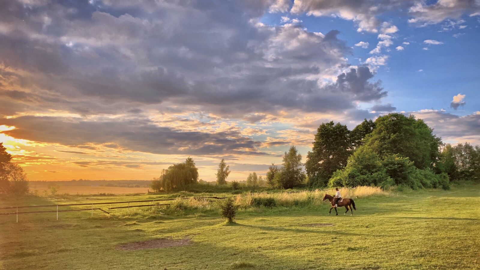 Apple iPhone XR sample photo. Meadow, the horse, animals photography