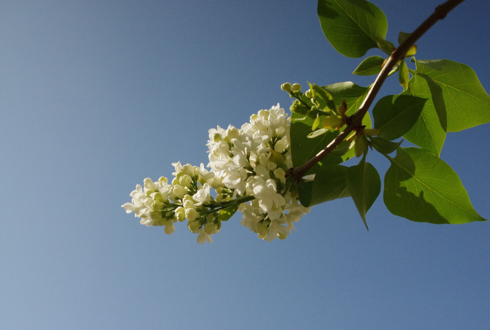 Pentax K-r sample photo. Lilac, flowers, white photography