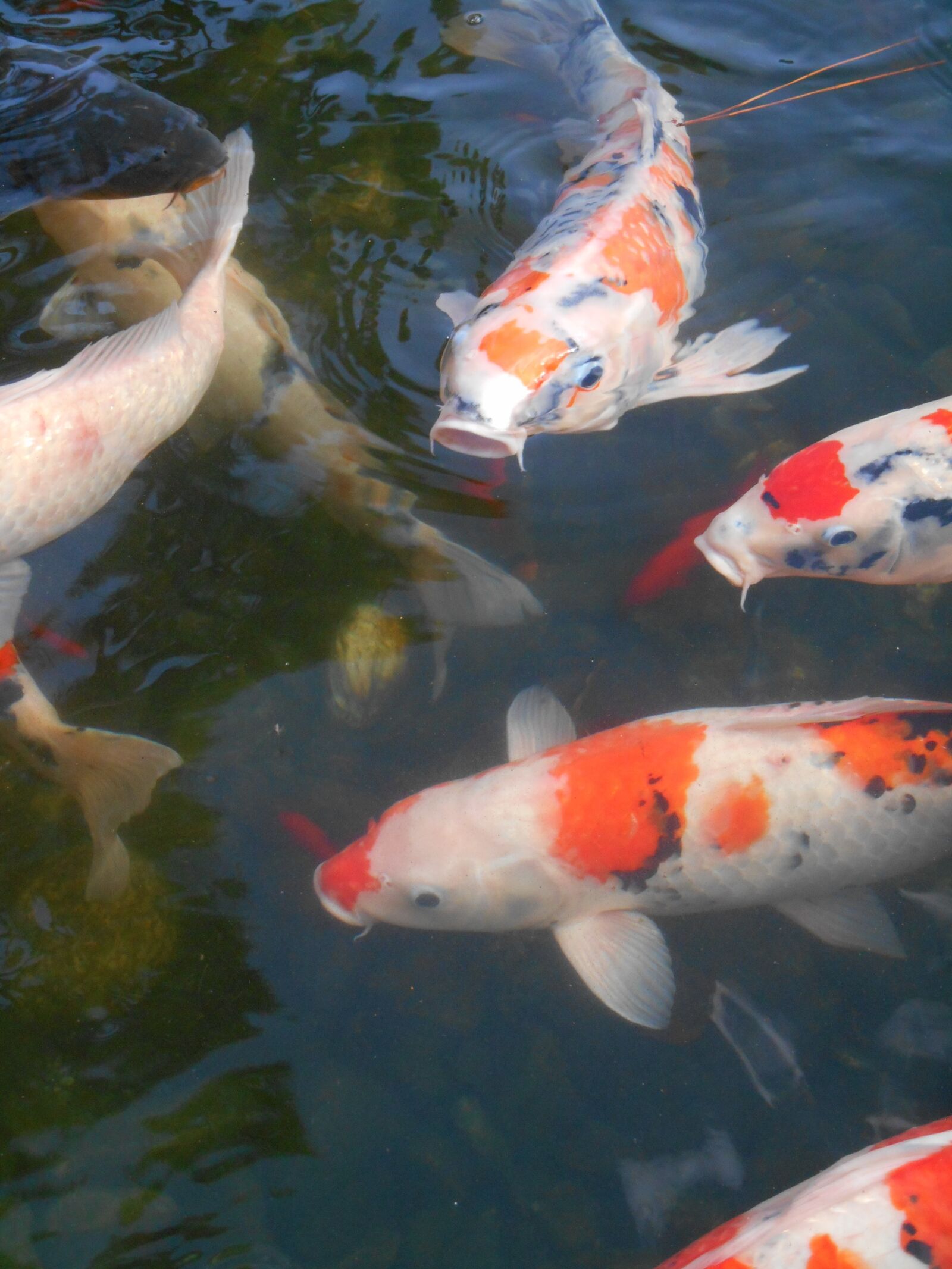 Nikon Coolpix S3500 sample photo. Colored carp, carp, fish photography