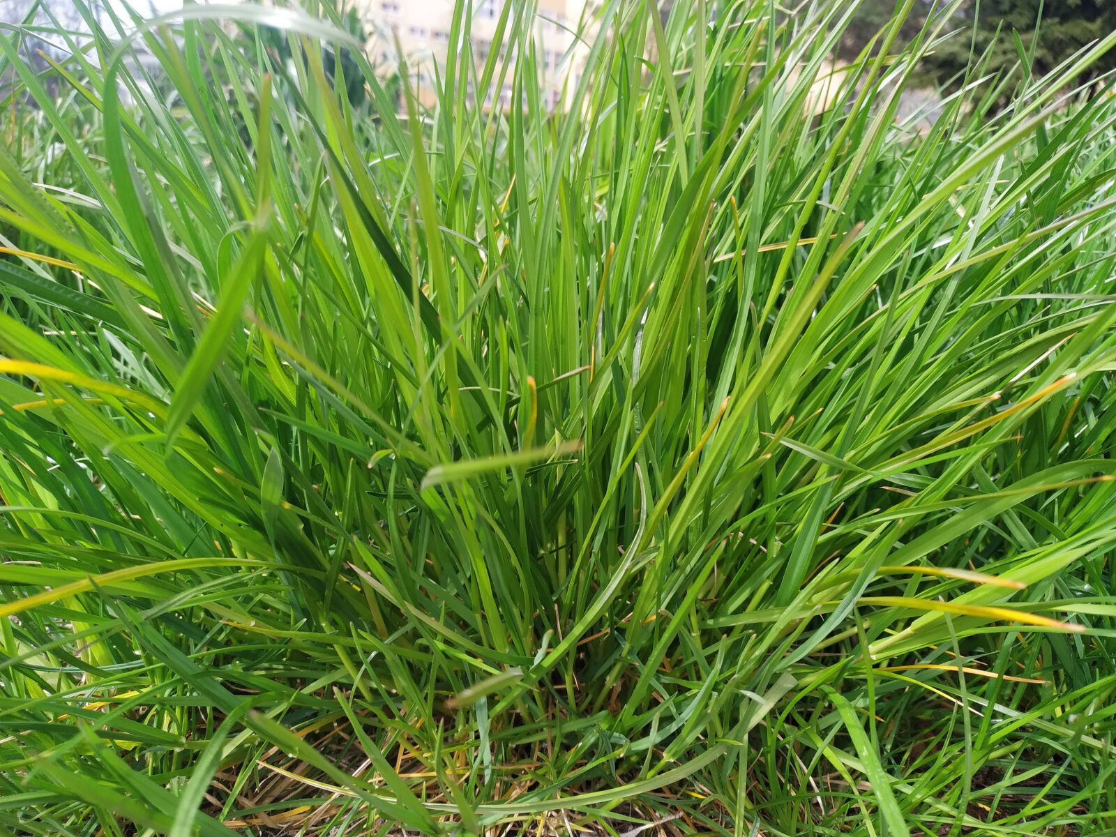 Xiaomi MI 8 Lite sample photo. Grass, green, landscape photography