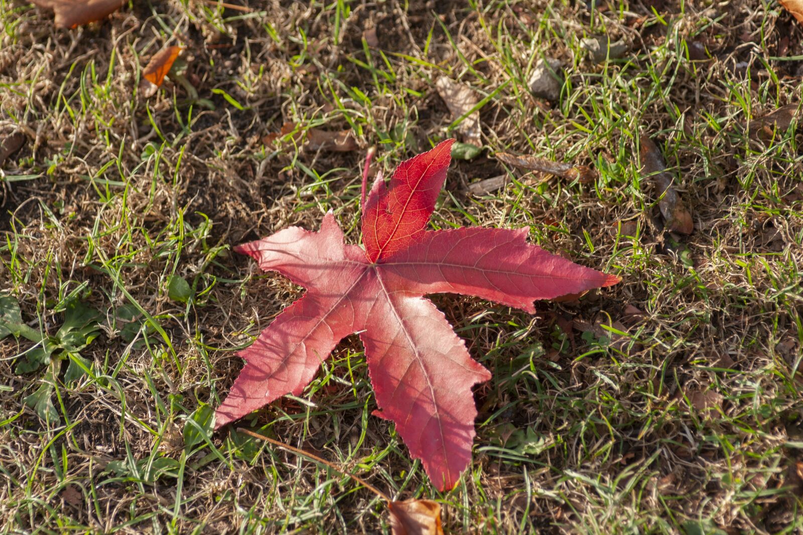 Sony Alpha DSLR-A700 sample photo. Leaf, red, leaves photography