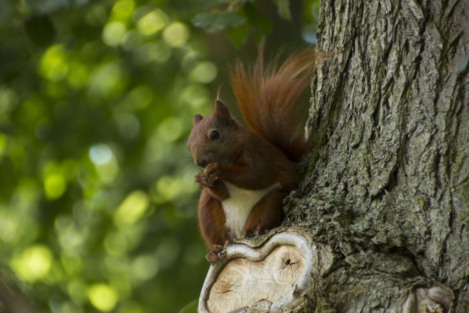 Canon EOS 60D sample photo. Animal, squirrel, nature photography