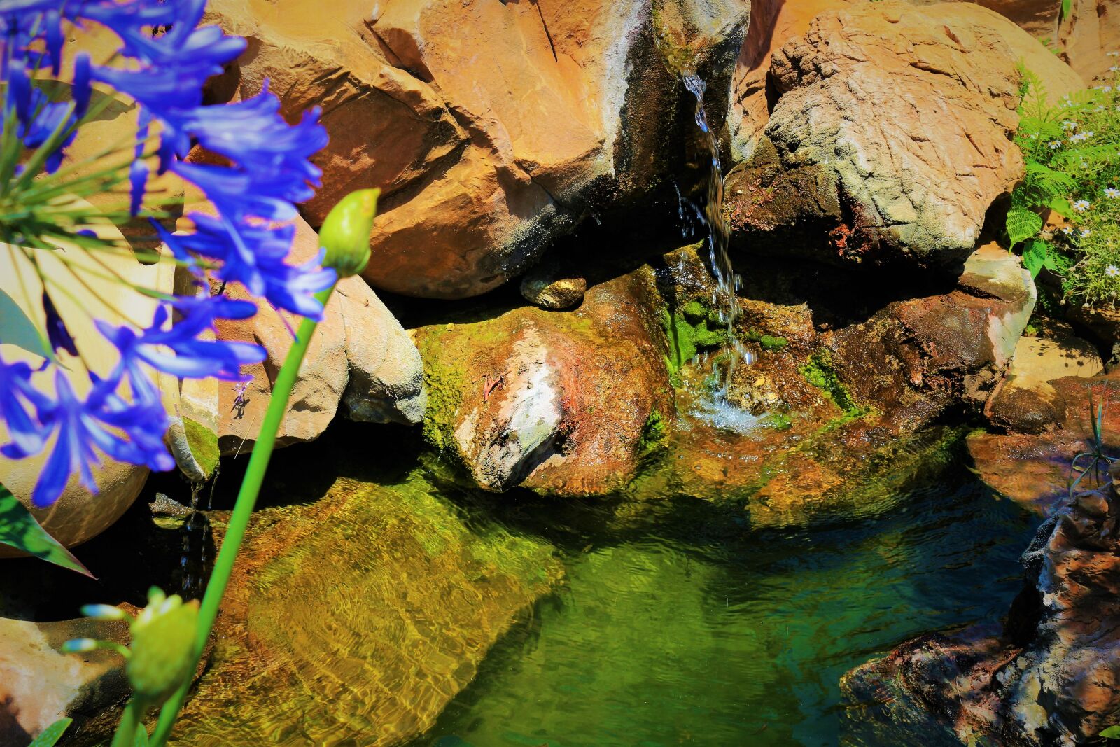 Canon EOS 100D (EOS Rebel SL1 / EOS Kiss X7) sample photo. Pond, water, flower photography