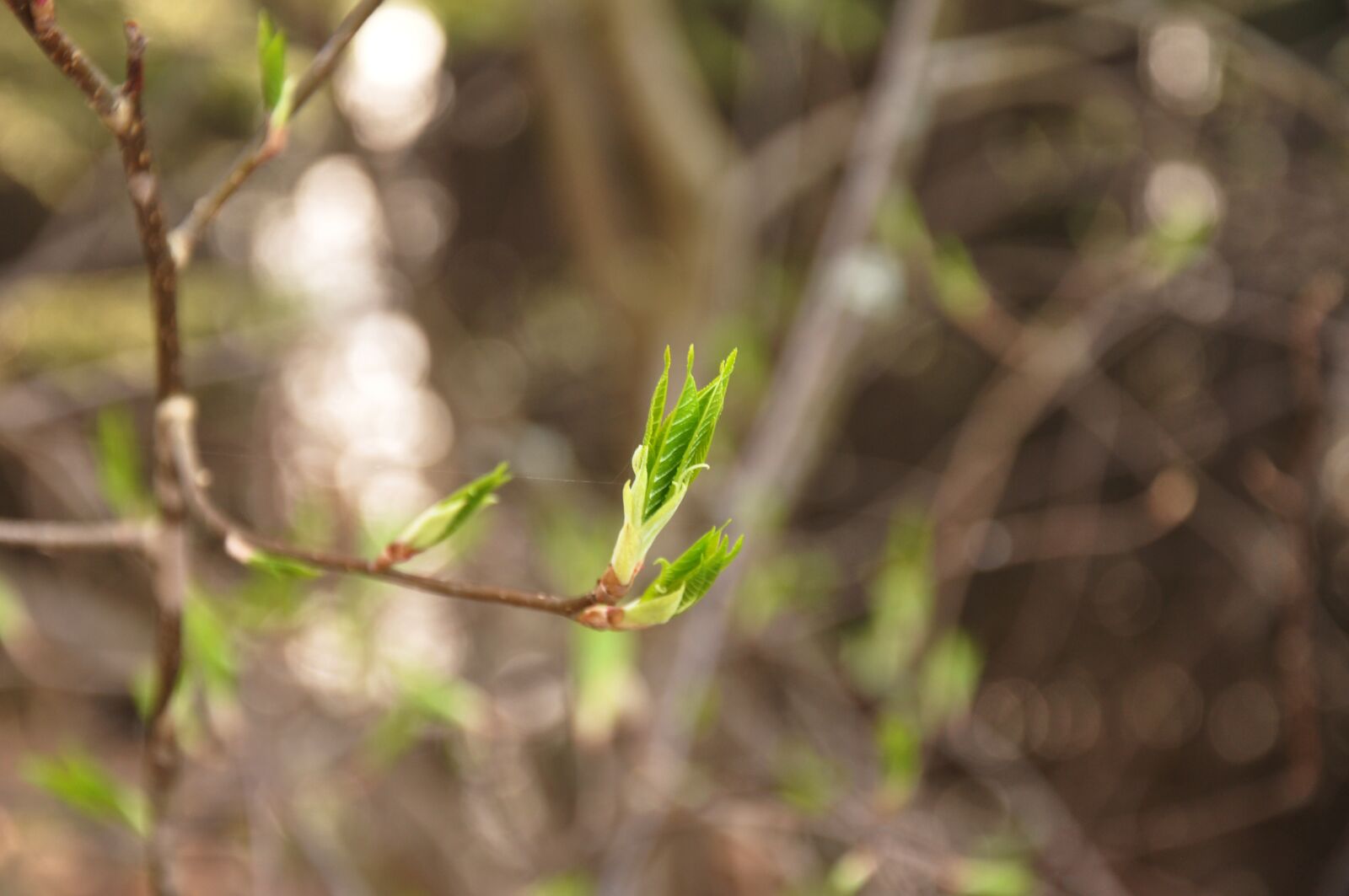 Nikon D90 sample photo. Spring, sheet, rostock photography