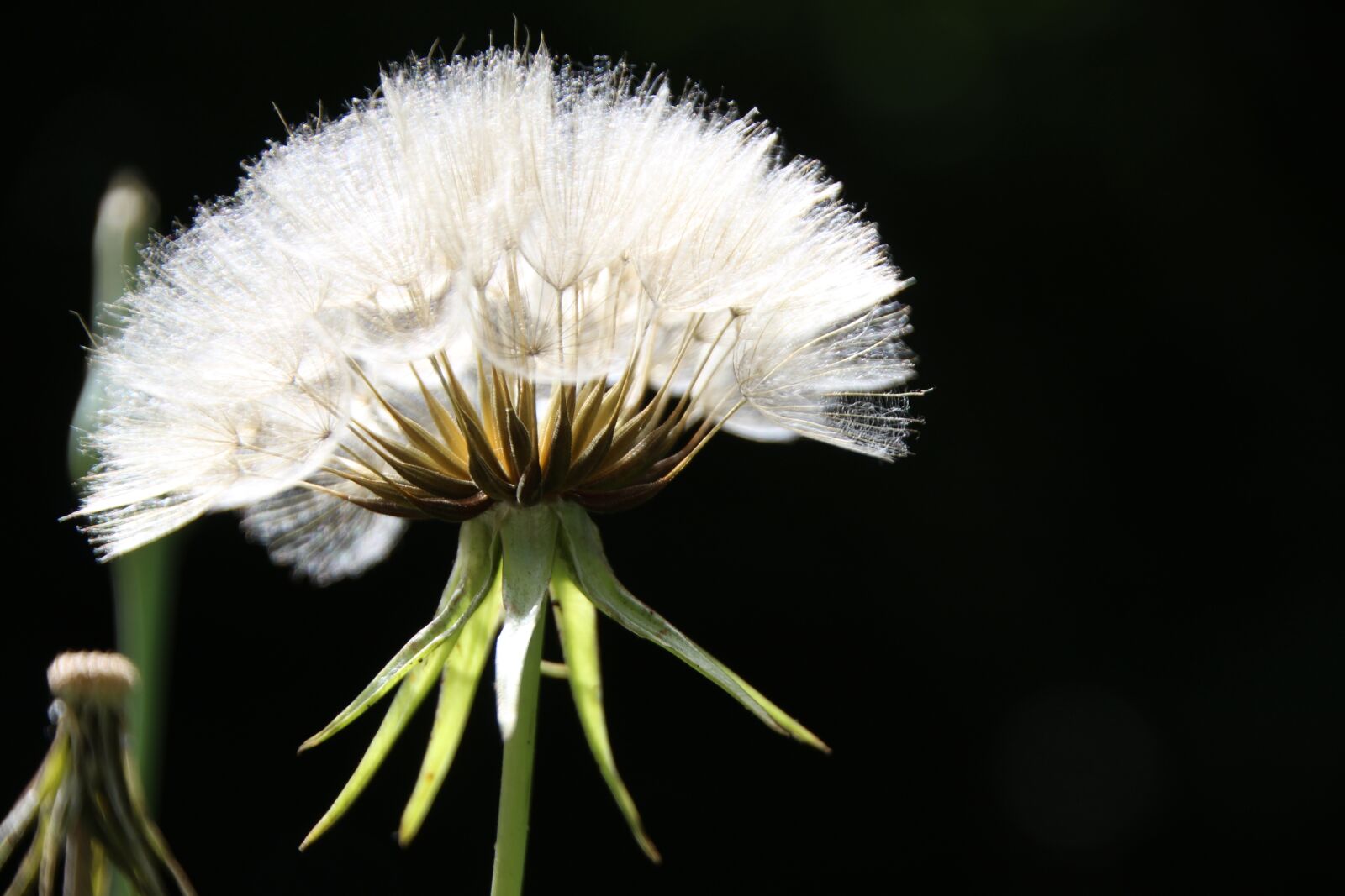 Canon EOS 1200D (EOS Rebel T5 / EOS Kiss X70 / EOS Hi) sample photo. Screens, plant, dandelion photography