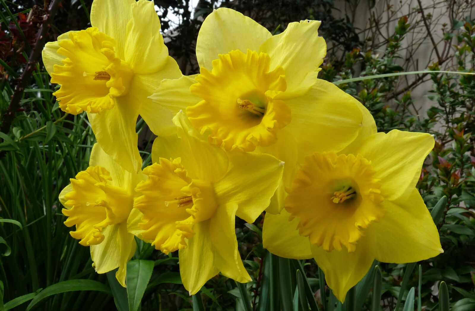 Panasonic Lumix DMC-FZ28 sample photo. Daffodils, blooms, yellow photography