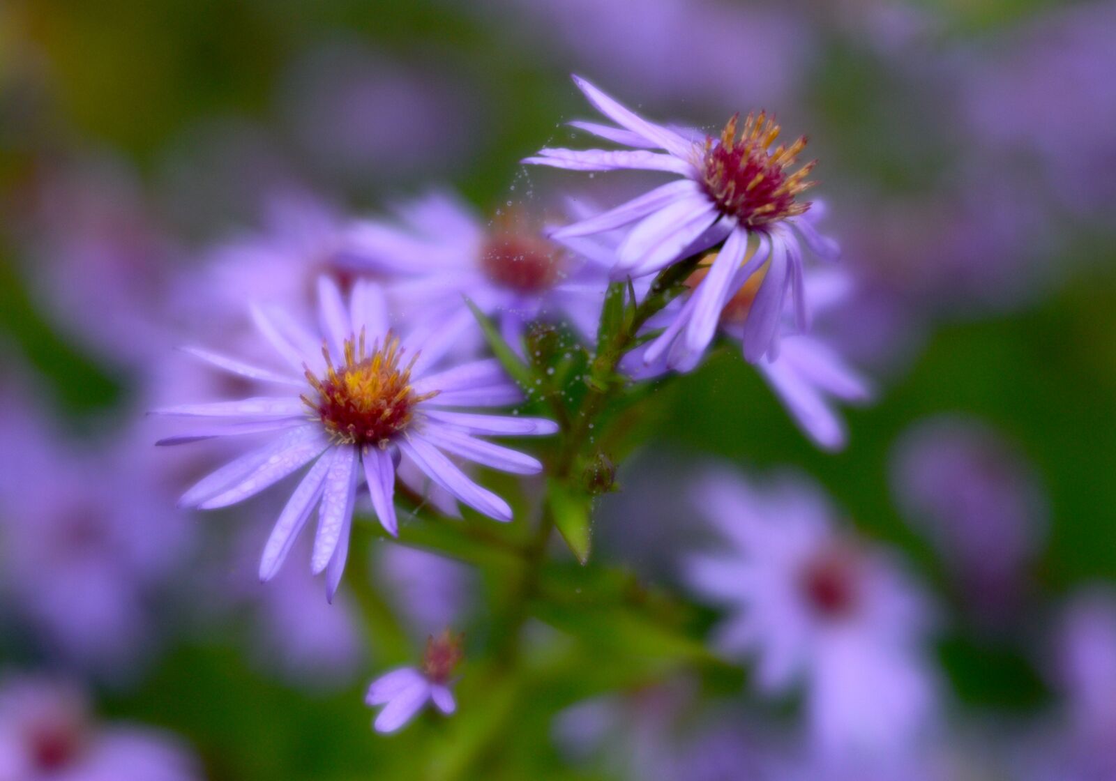 Nikon D600 sample photo. Flowers, lilac, nature photography