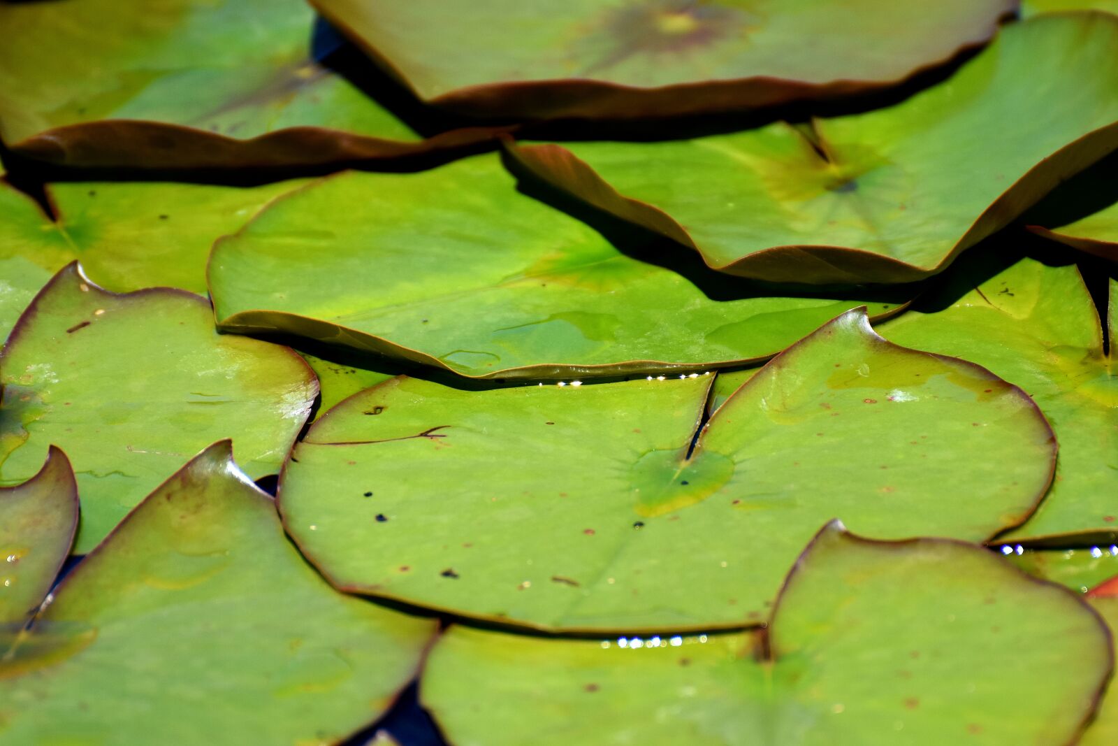 Nikon D7200 sample photo. Lily pad, pond, green photography