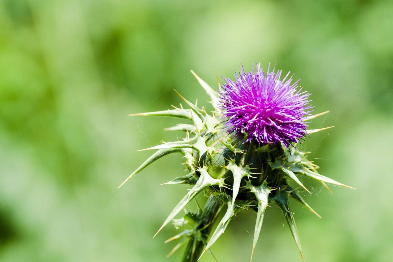 Tamron SP 70-300mm F4-5.6 Di VC USD sample photo. Thistle, flower, nature photography