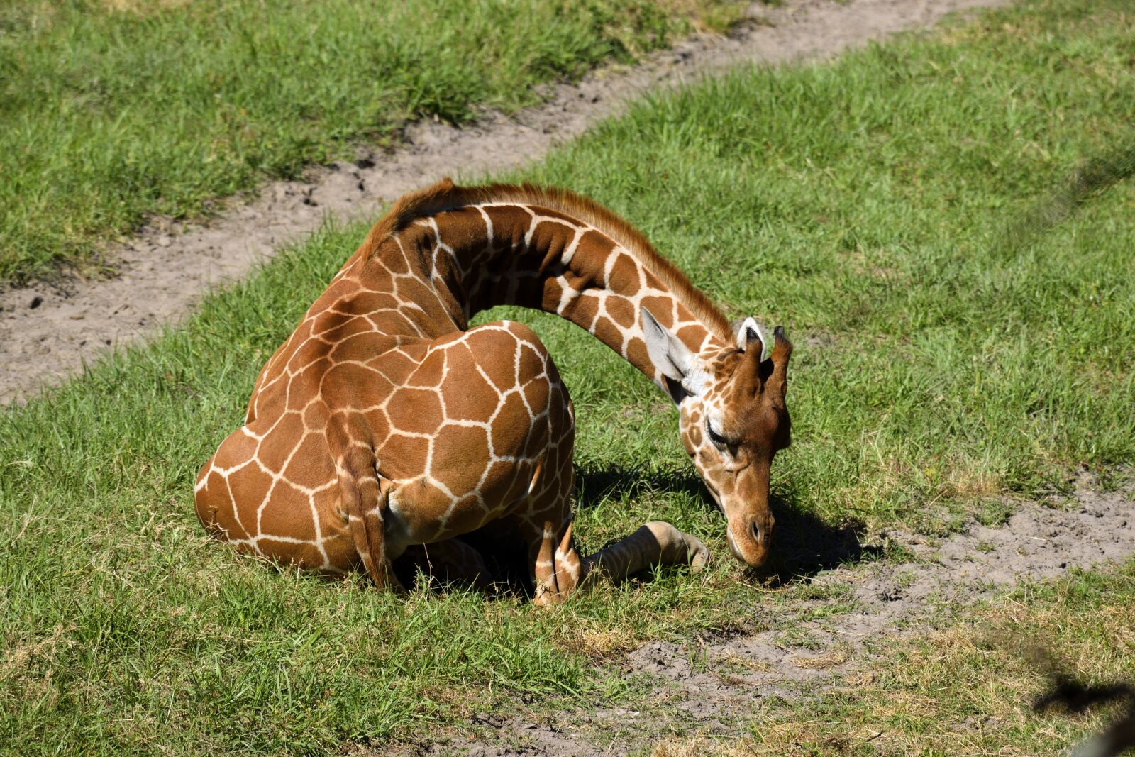 Nikon D3300 sample photo. Giraffe, animal, wildlife photography