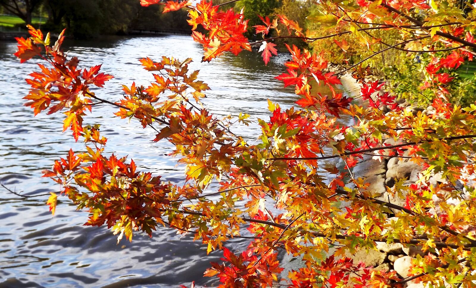 Fujifilm FinePix S3400 sample photo. Autumn, foliage, colorful photography