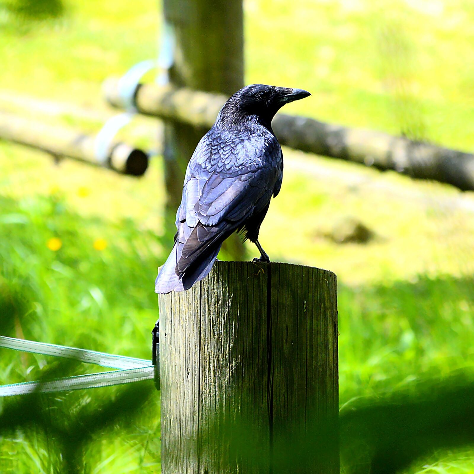 Nikon D3200 sample photo. Raven, raven bird, nature photography