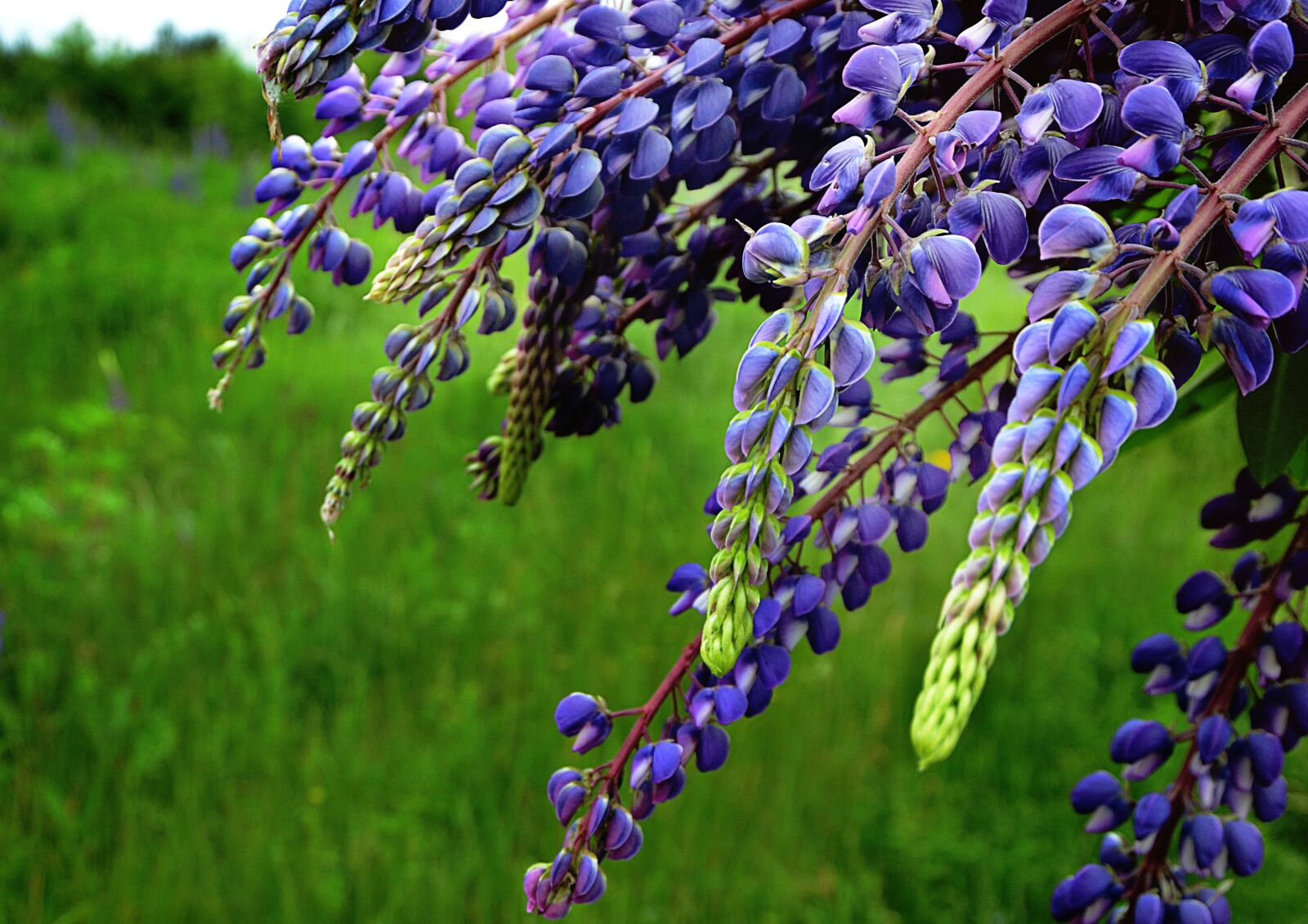 Nikon D7000 sample photo. Lupine, summer, sun photography