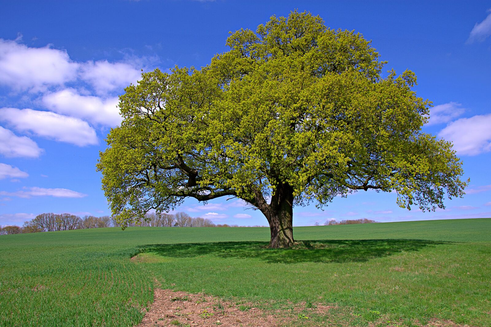 Nikon D3400 sample photo. Lone tree, field, wheat photography