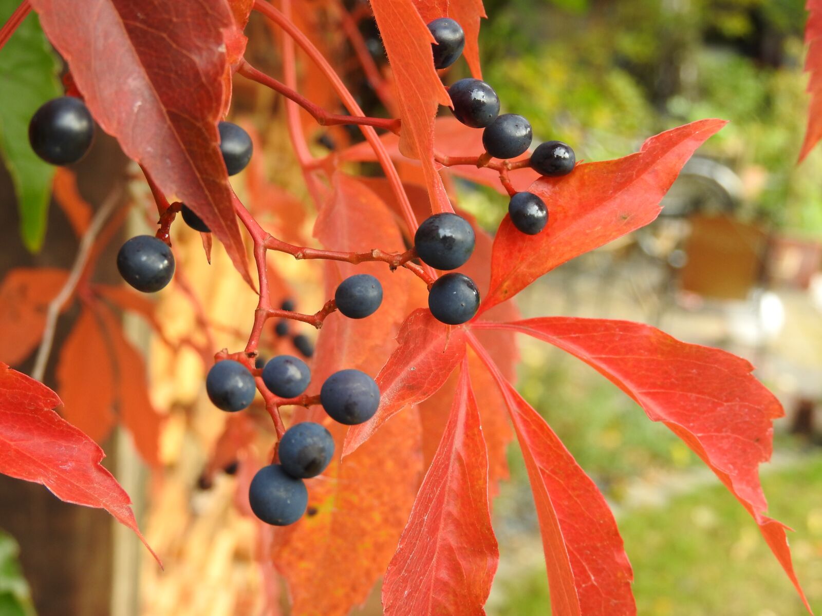 Nikon Coolpix P610 sample photo. Autumn, berries, red photography