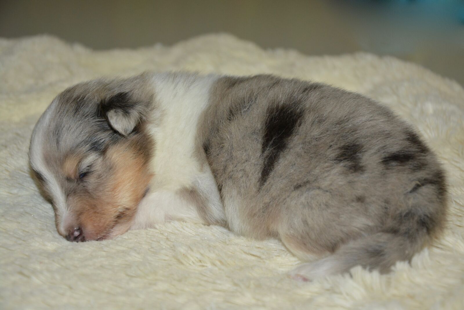 Nikon D5200 sample photo. Puppy, baby puppy, puppy photography