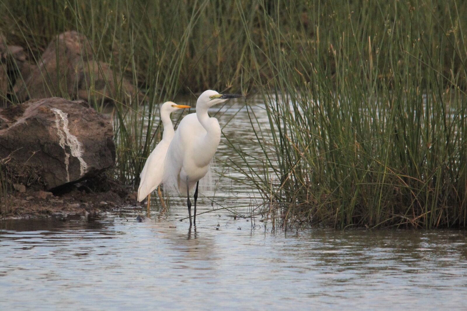 Canon EOS 60D sample photo. Egret, reeds, male photography