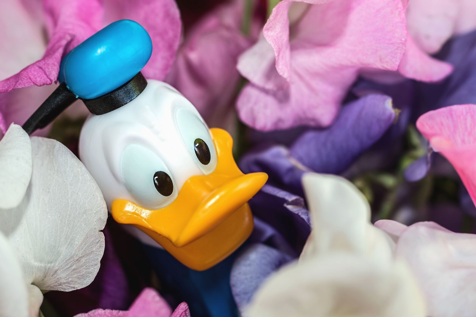 Canon EOS 70D sample photo. Duck, toy, doll, cartoon photography