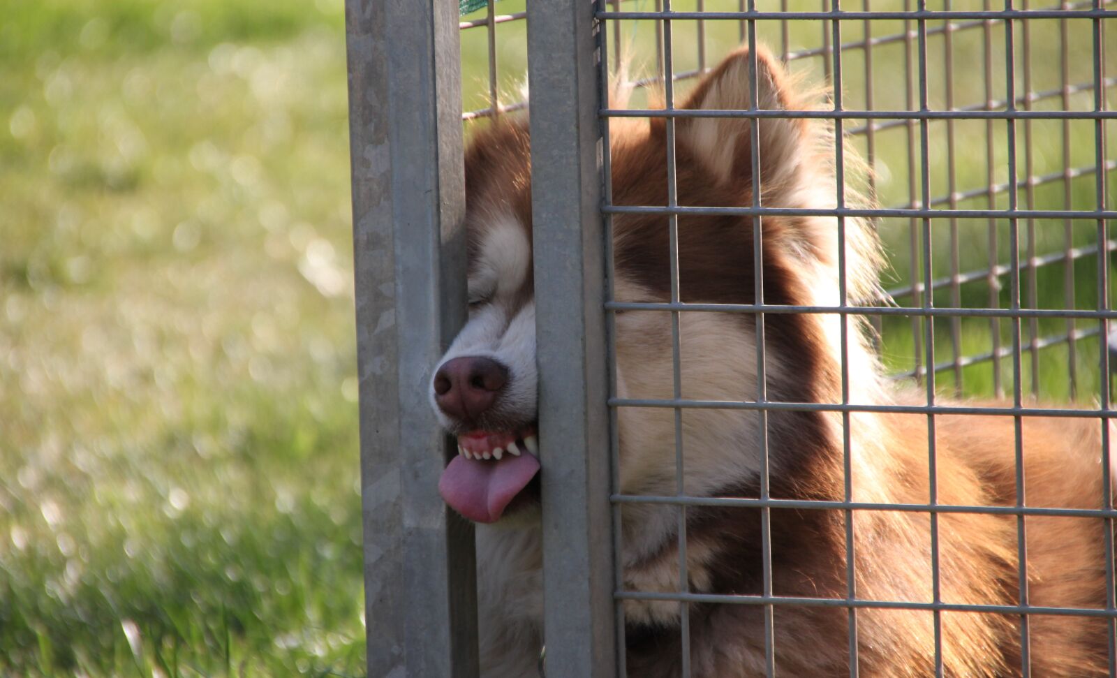 Canon EOS 500D (EOS Rebel T1i / EOS Kiss X3) sample photo. Husky, dog, animal photography