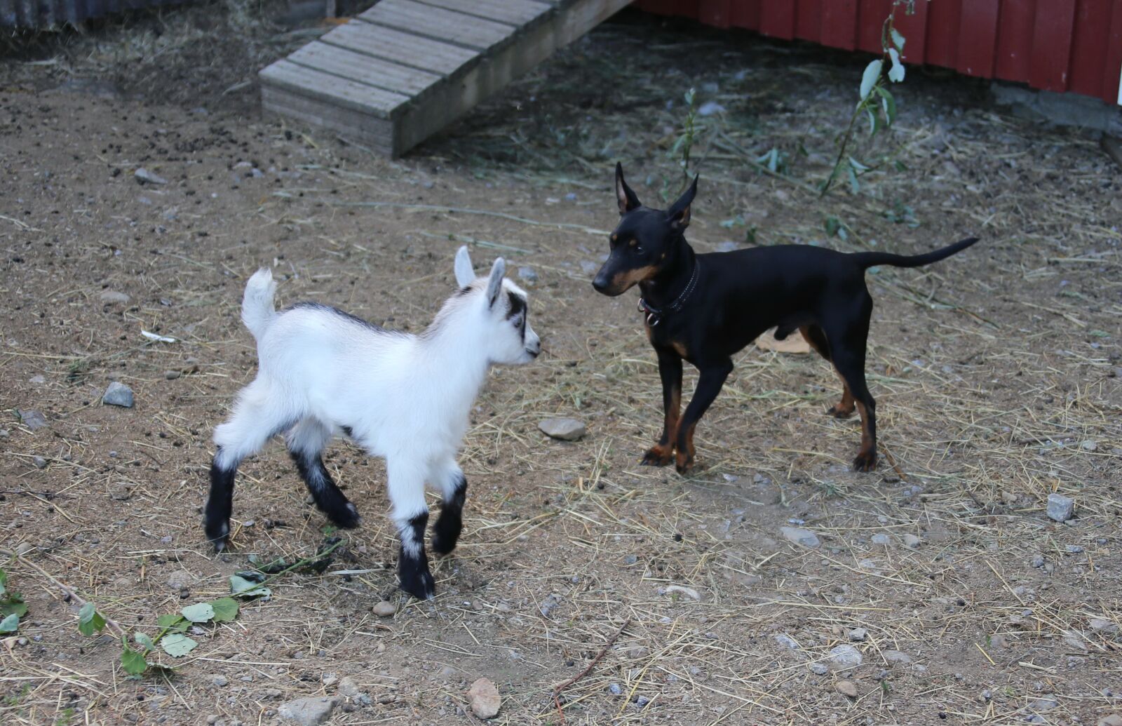 Canon EOS 6D + Canon EF 28-300mm F3.5-5.6L IS USM sample photo. Goat, dog, kid photography