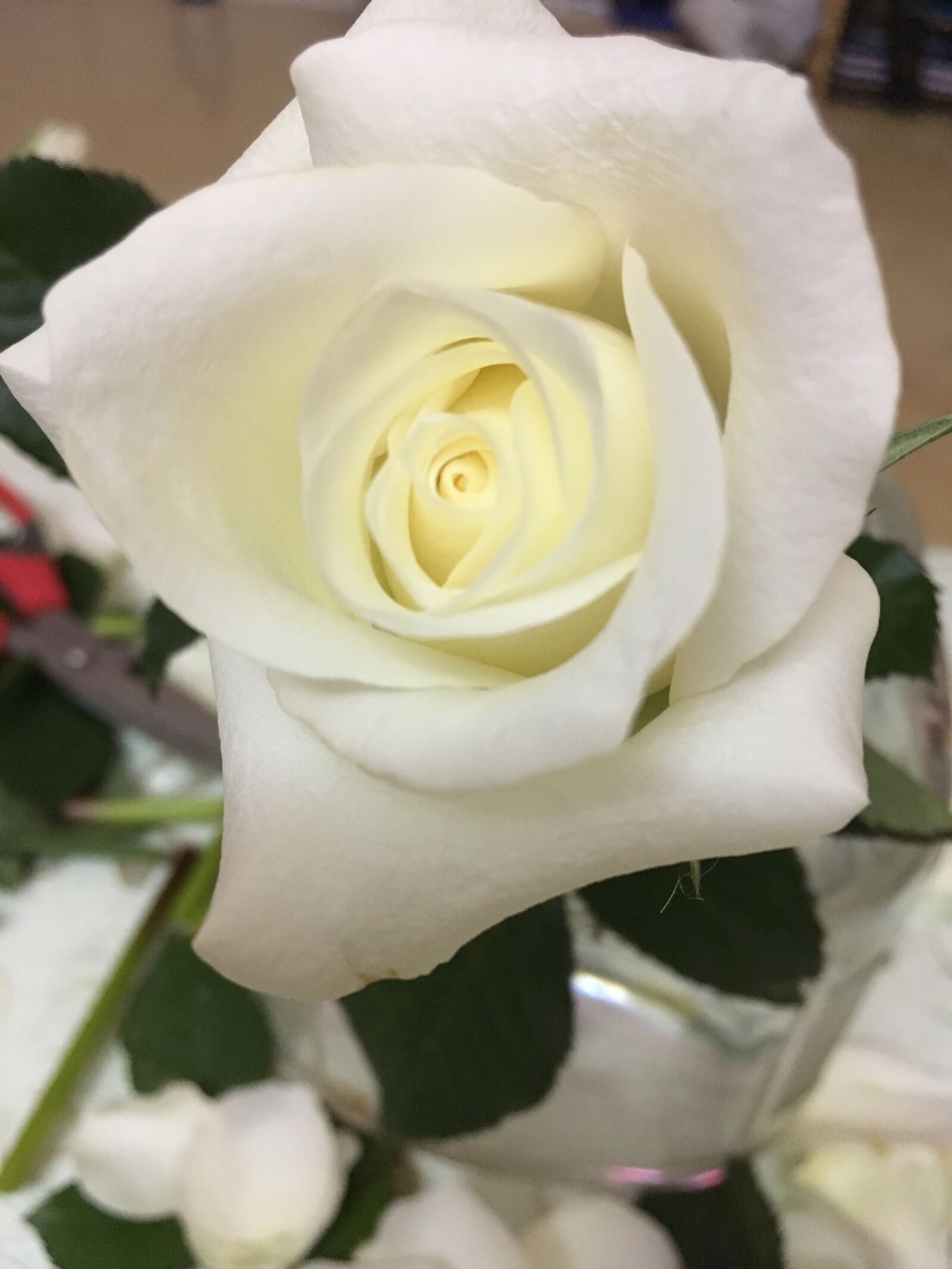 iPhone SE back camera 4.15mm f/2.2 sample photo. Rose, flower, white photography