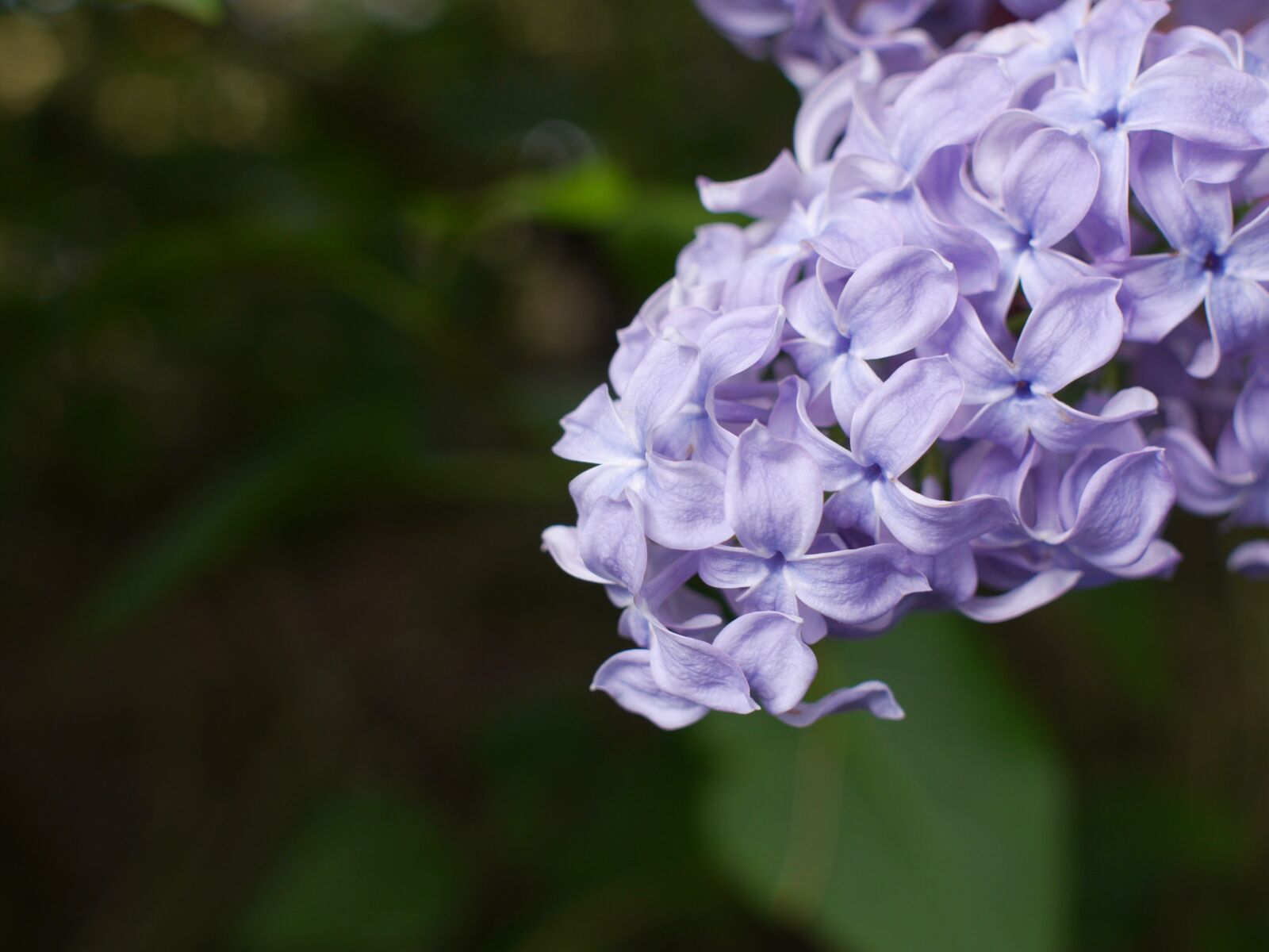 Panasonic Lumix DMC-GH3 sample photo. Flora, flower, nature photography