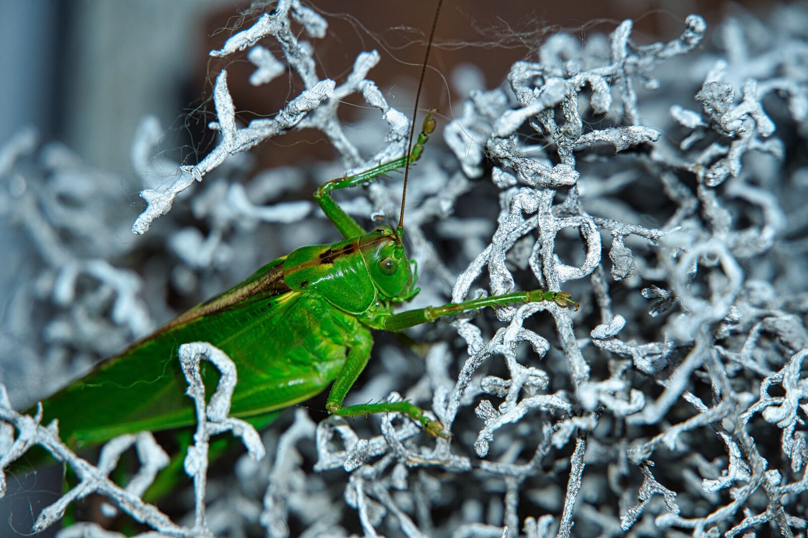 Sony a6400 sample photo. Grasshopper, katydid, animal photography