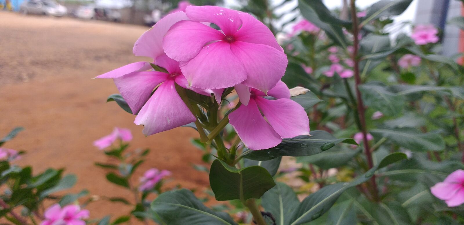 Samsung Galaxy J6+ sample photo. Flower, nature, naturelove photography