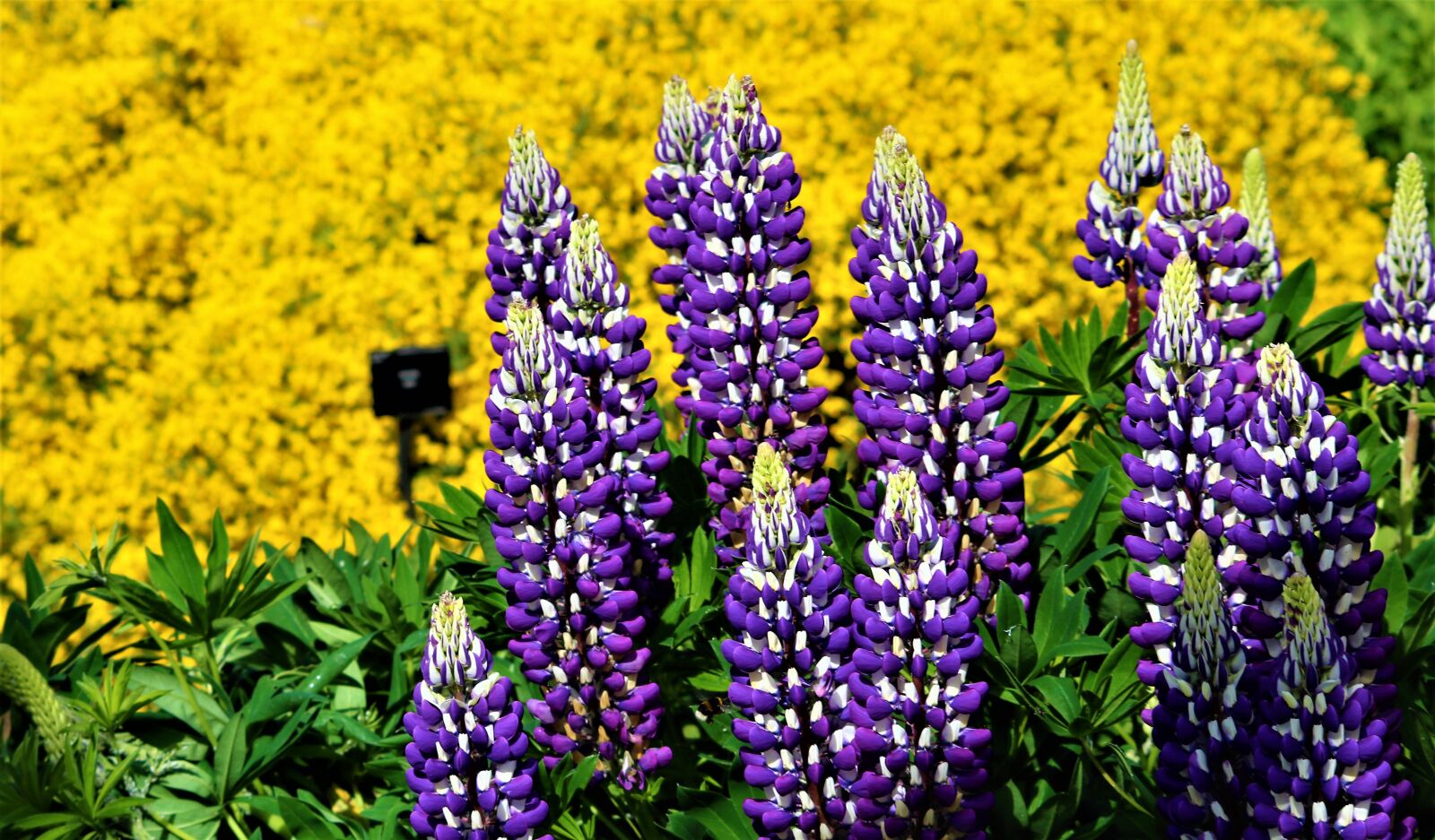 Canon EOS 750D (EOS Rebel T6i / EOS Kiss X8i) sample photo. Flower, nature, summer photography
