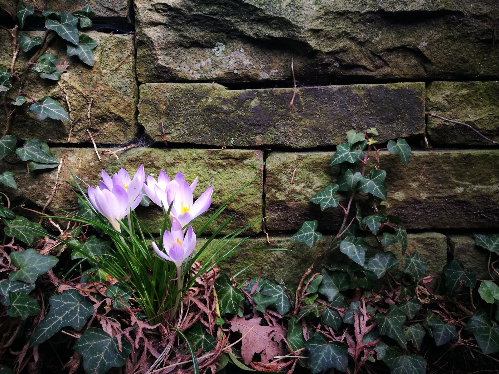 HUAWEI P9 sample photo. Purple crocus, stone wall photography