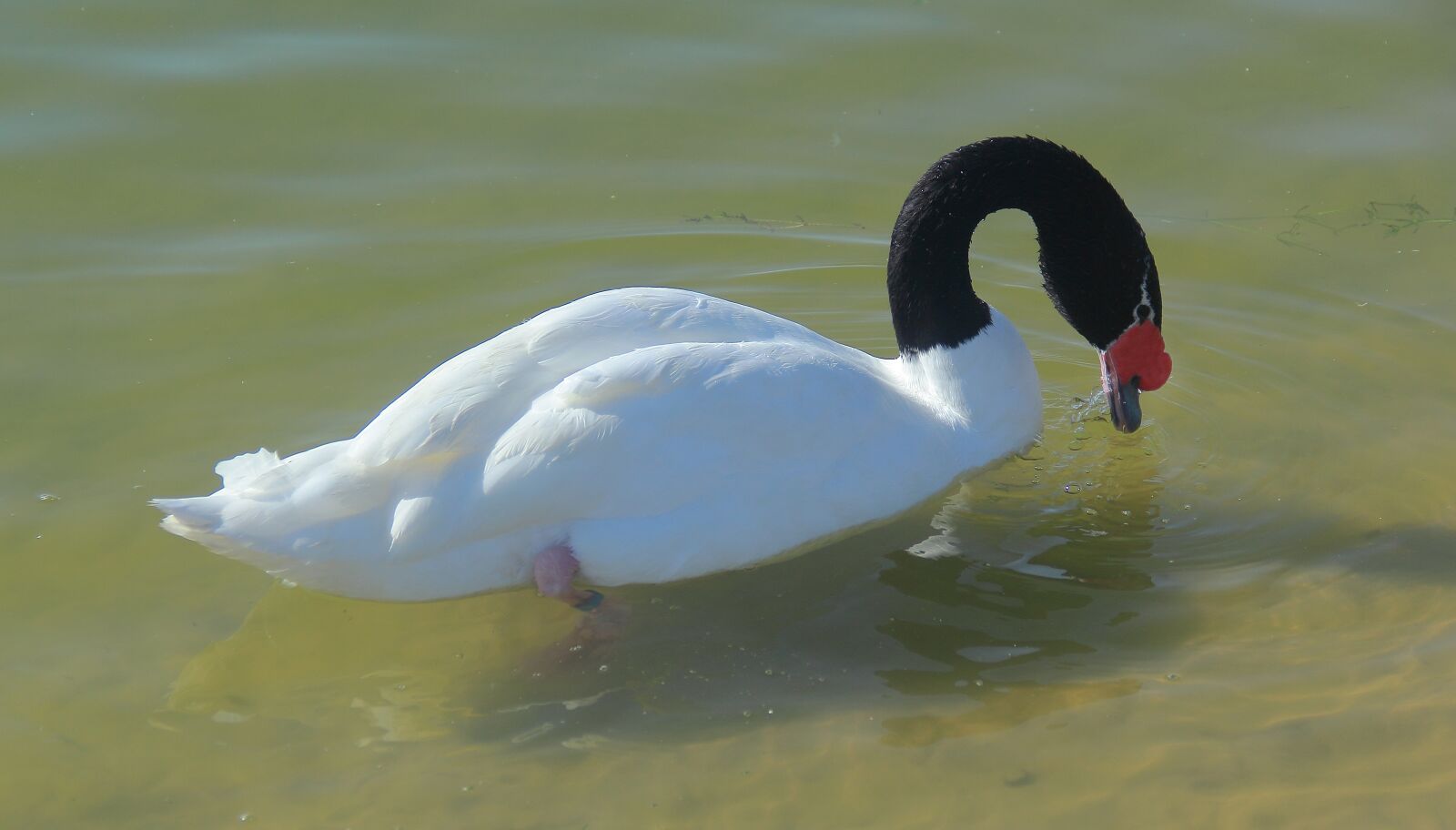 Canon EOS 60D sample photo. Bird, water, lake photography