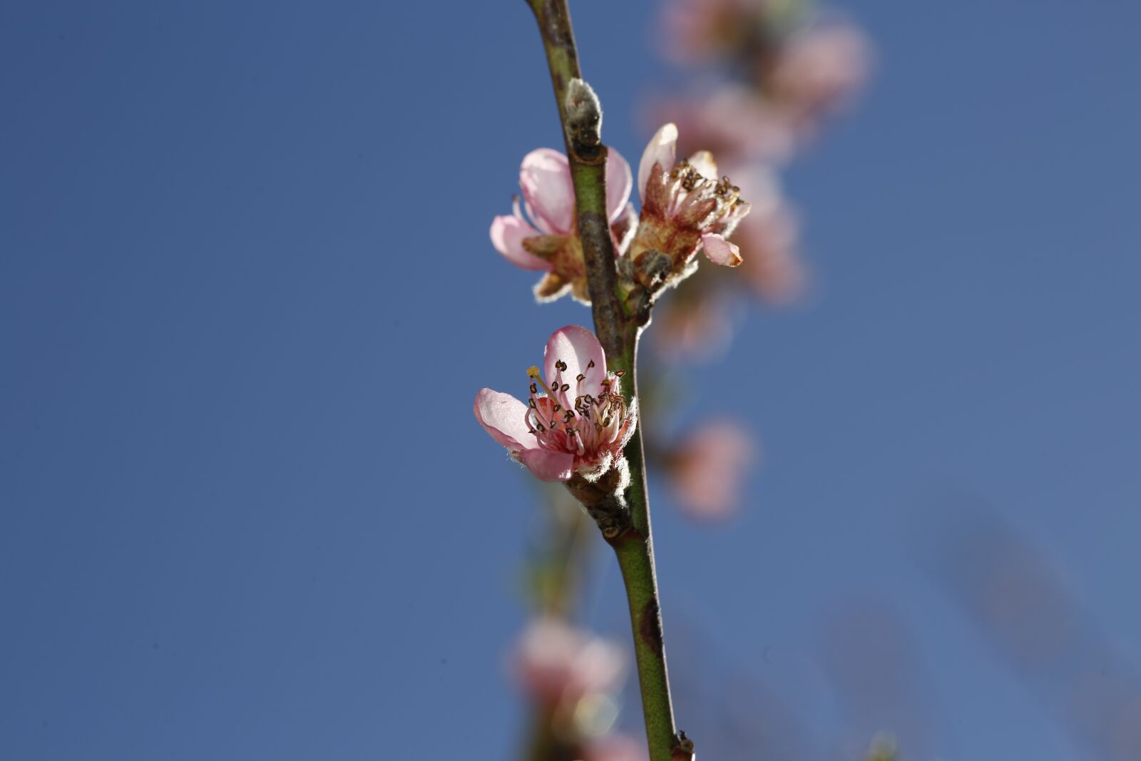 Canon EF 100mm F2.8L Macro IS USM sample photo. Spring, sprout, engine photography