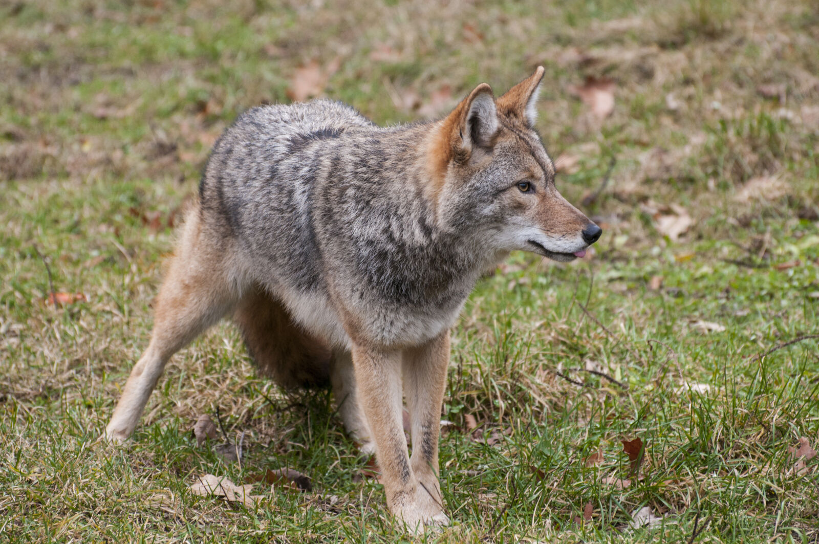 Nikon D300 sample photo. Carnivore, coyote, fur, predator photography