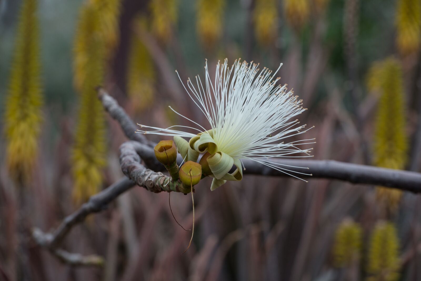 Nikon D800 sample photo. Fuerteventura, white flower, spring photography
