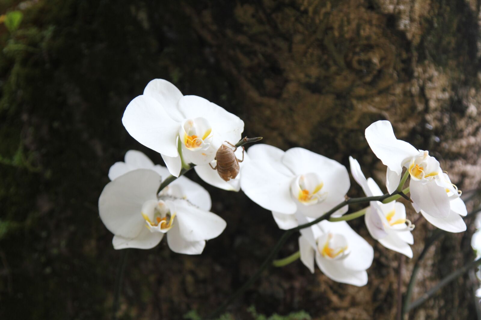 Canon EOS 550D (EOS Rebel T2i / EOS Kiss X4) sample photo. Flower, clear the net photography