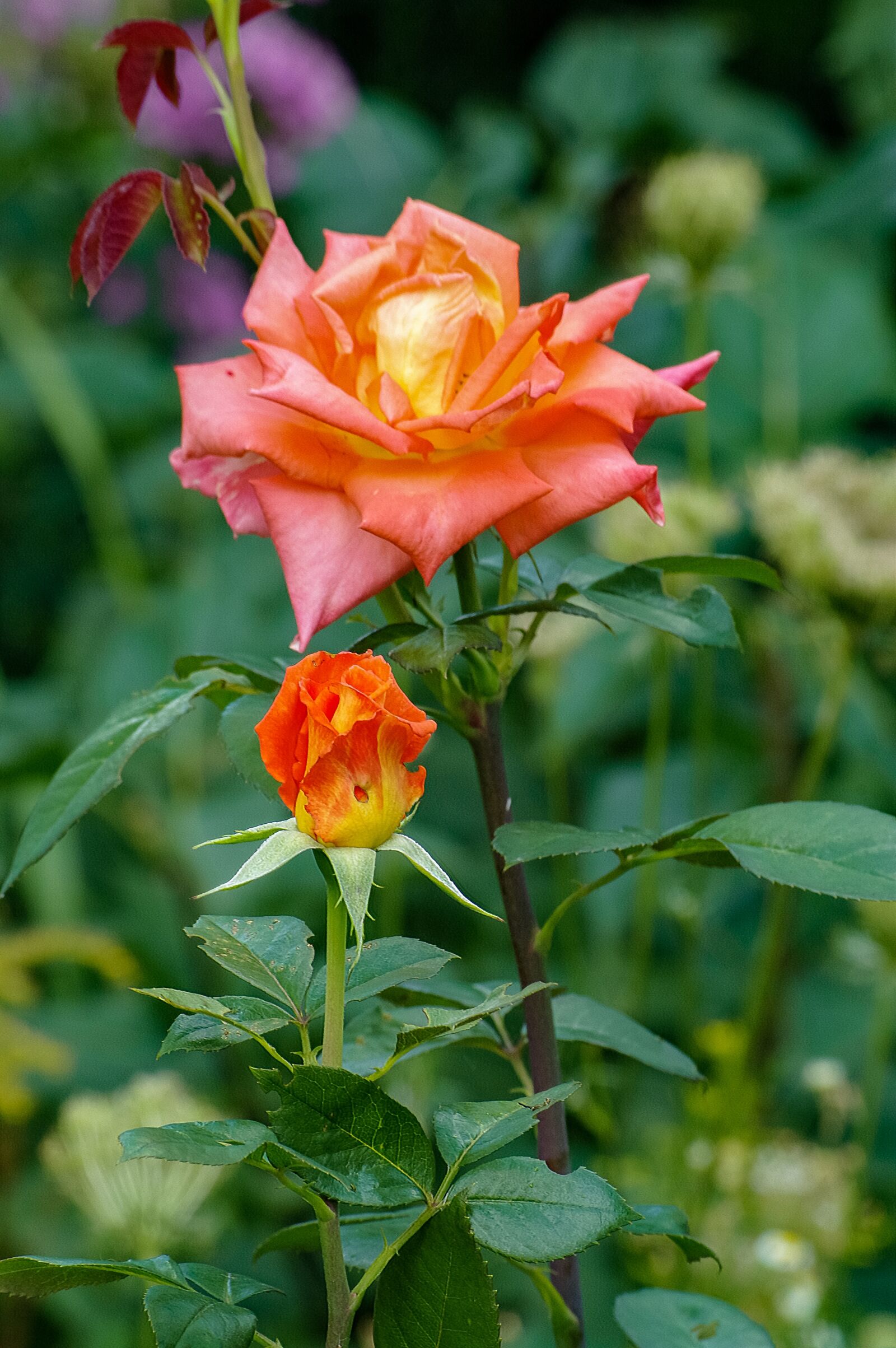 Samsung GX-20 sample photo. Rose, flower, noble photography