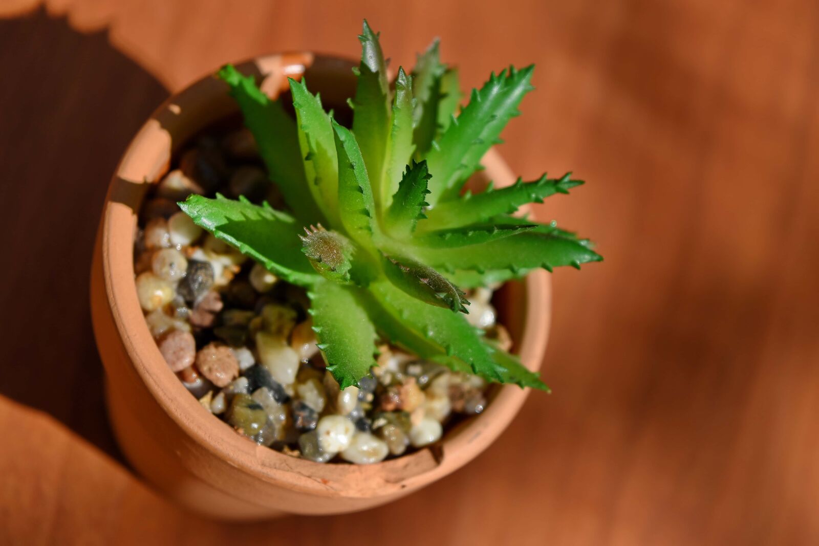 Nikon D5500 sample photo. Cactus, decoration, detail, flowerpot photography