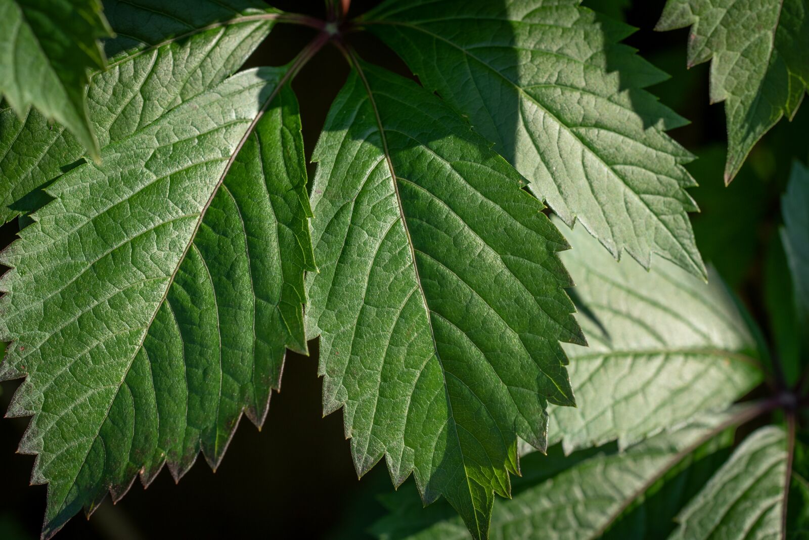 Nikon D750 sample photo. Leaves, green, tree photography