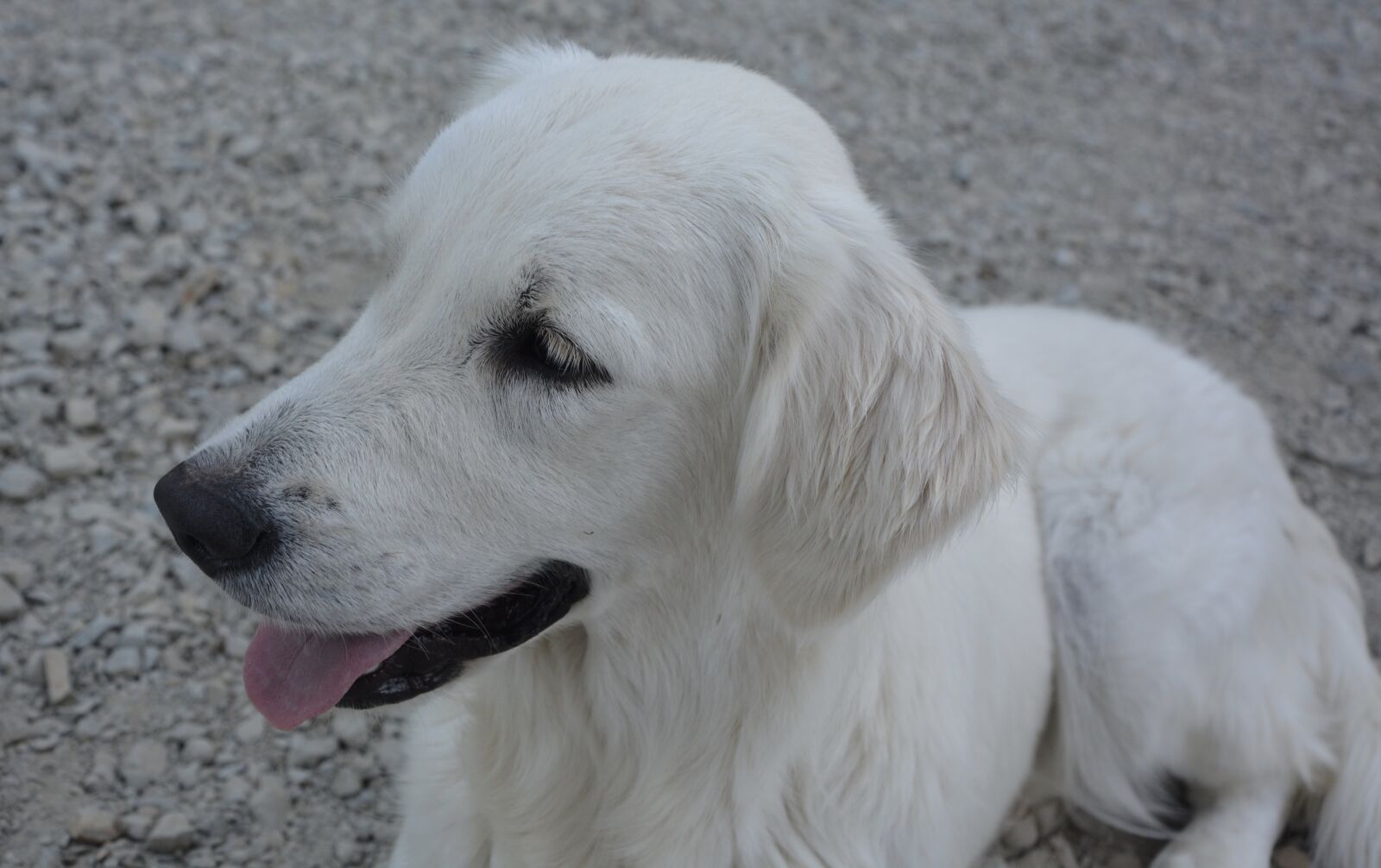 Nikon D5200 sample photo. Dog, bitch, female photography