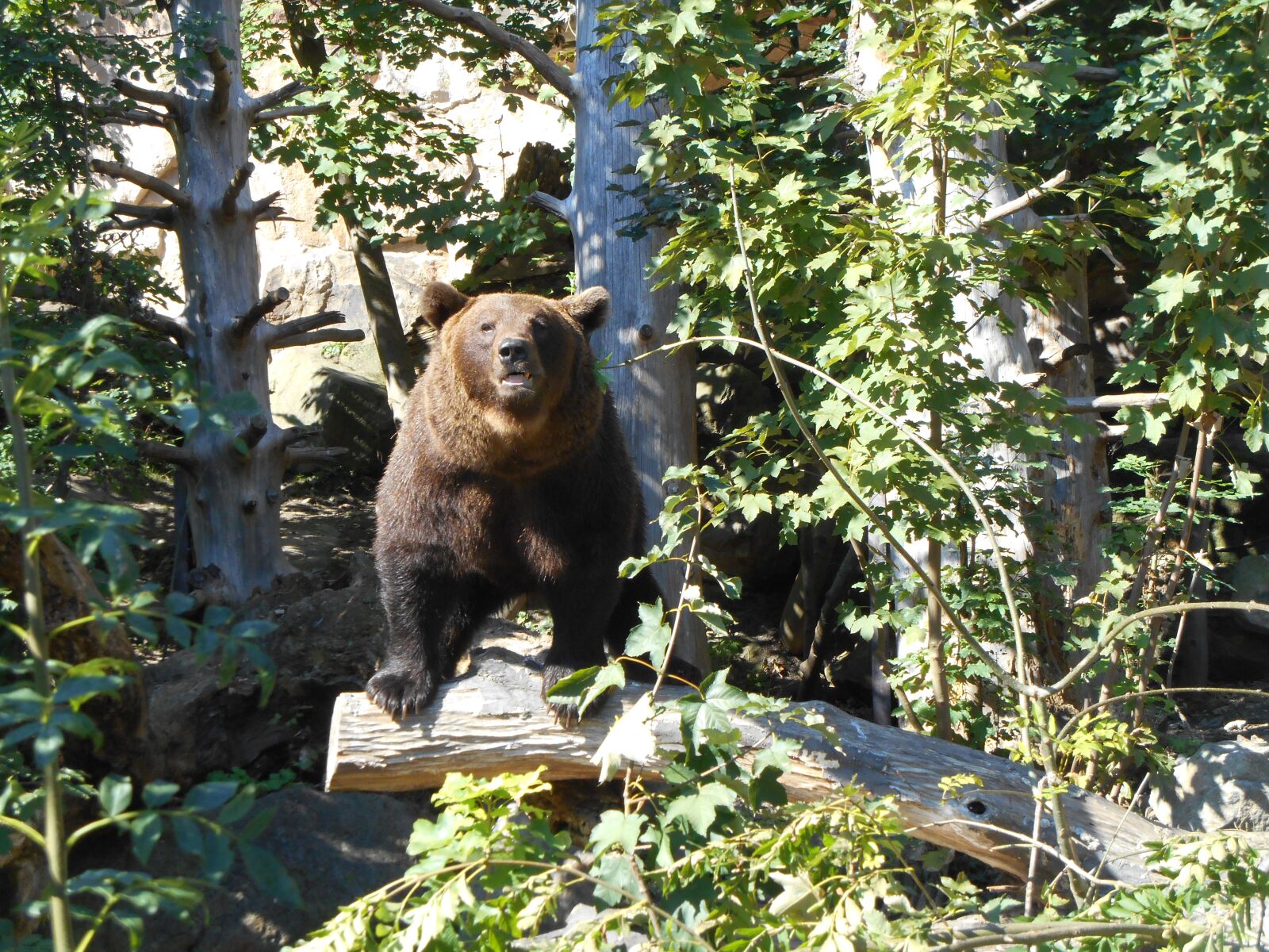 Nikon Coolpix S3500 sample photo. Bear, zoo, wildlife photography