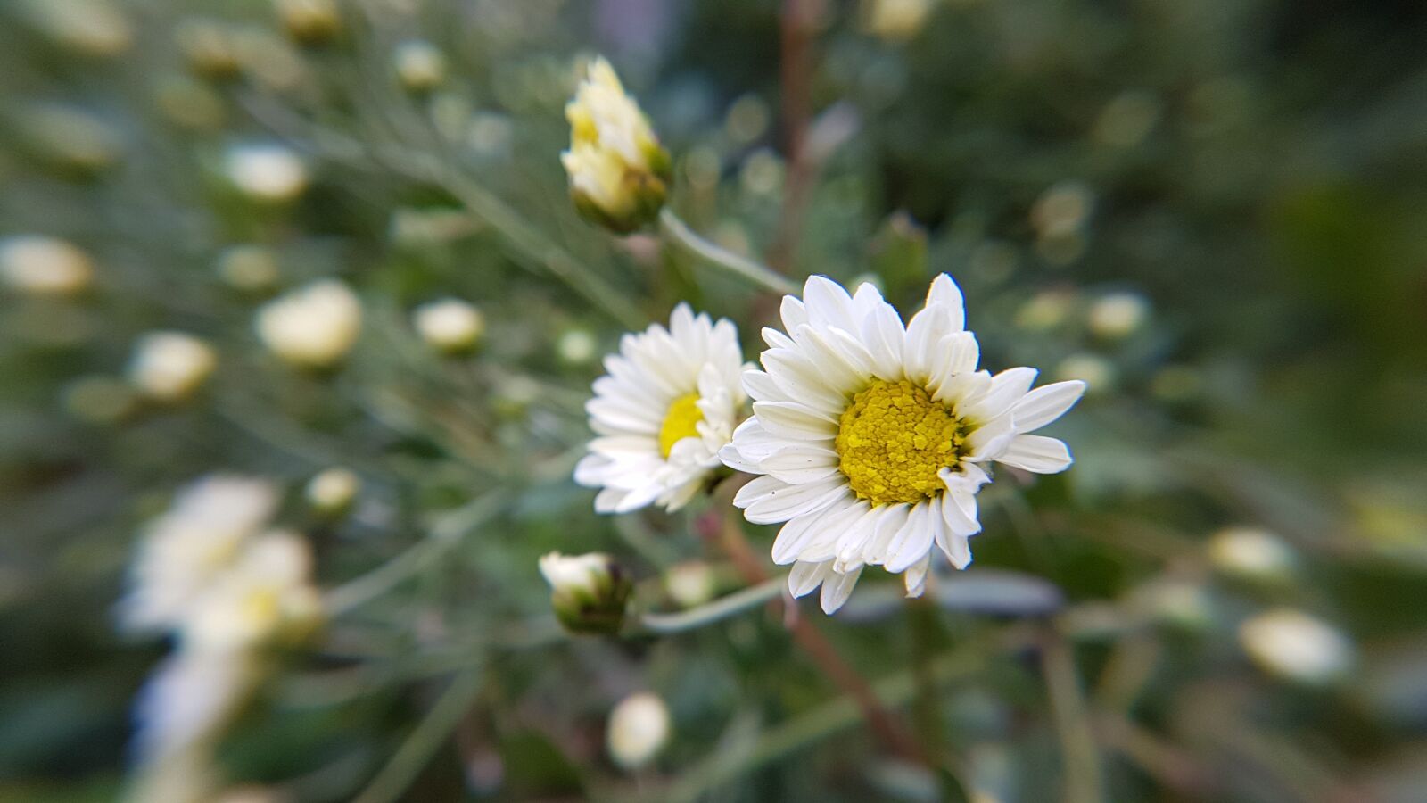 Samsung Galaxy S7 Edge sample photo. White flower, flowers, garden photography