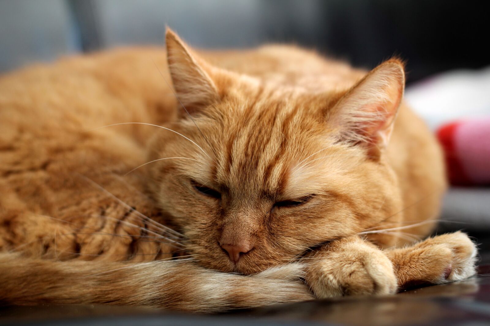 Canon EOS 600D (Rebel EOS T3i / EOS Kiss X5) + Canon EF 50mm F1.4 USM sample photo. Cat, red cat, kitten photography