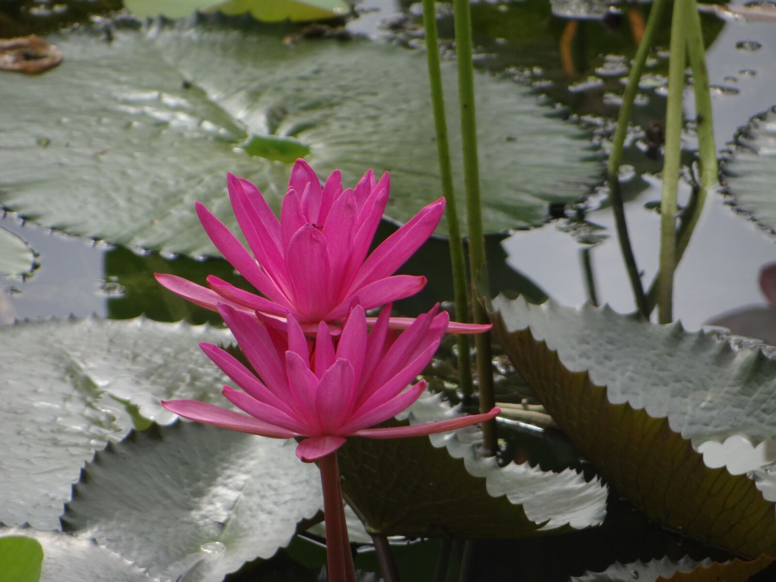 Sony Cyber-shot DSC-HX100V sample photo. Lotus, flower, pond photography