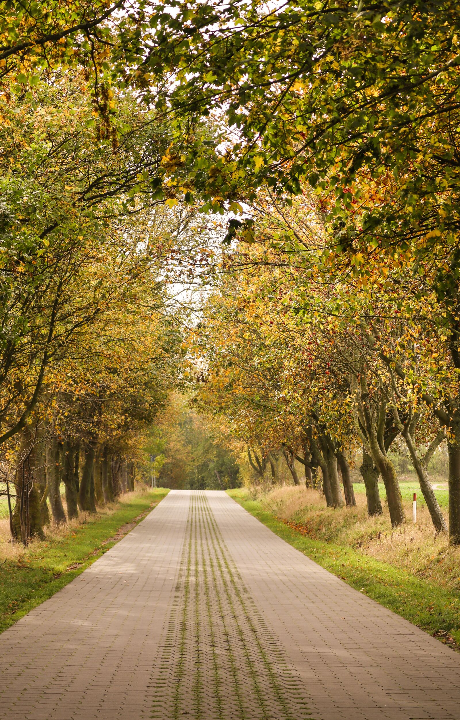 Canon EOS M100 sample photo. Tree lined avenue, avenue photography