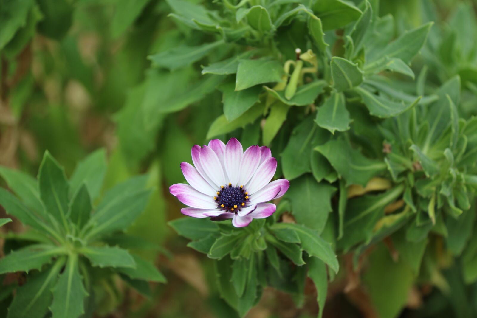 Canon EOS 70D sample photo. Flower, nature, spring photography
