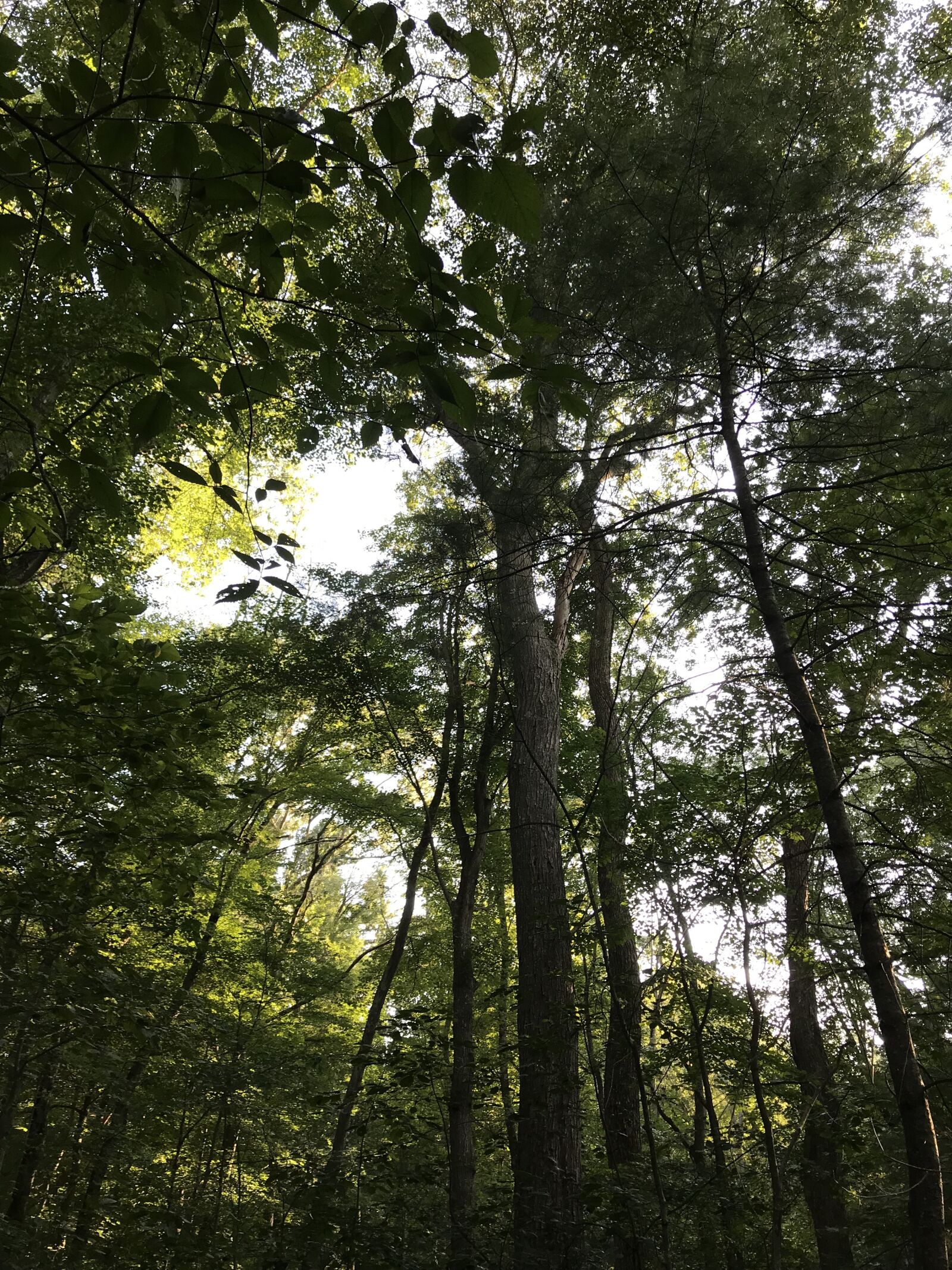 Apple iPhone 7 Plus sample photo. Forest, new england, woods photography