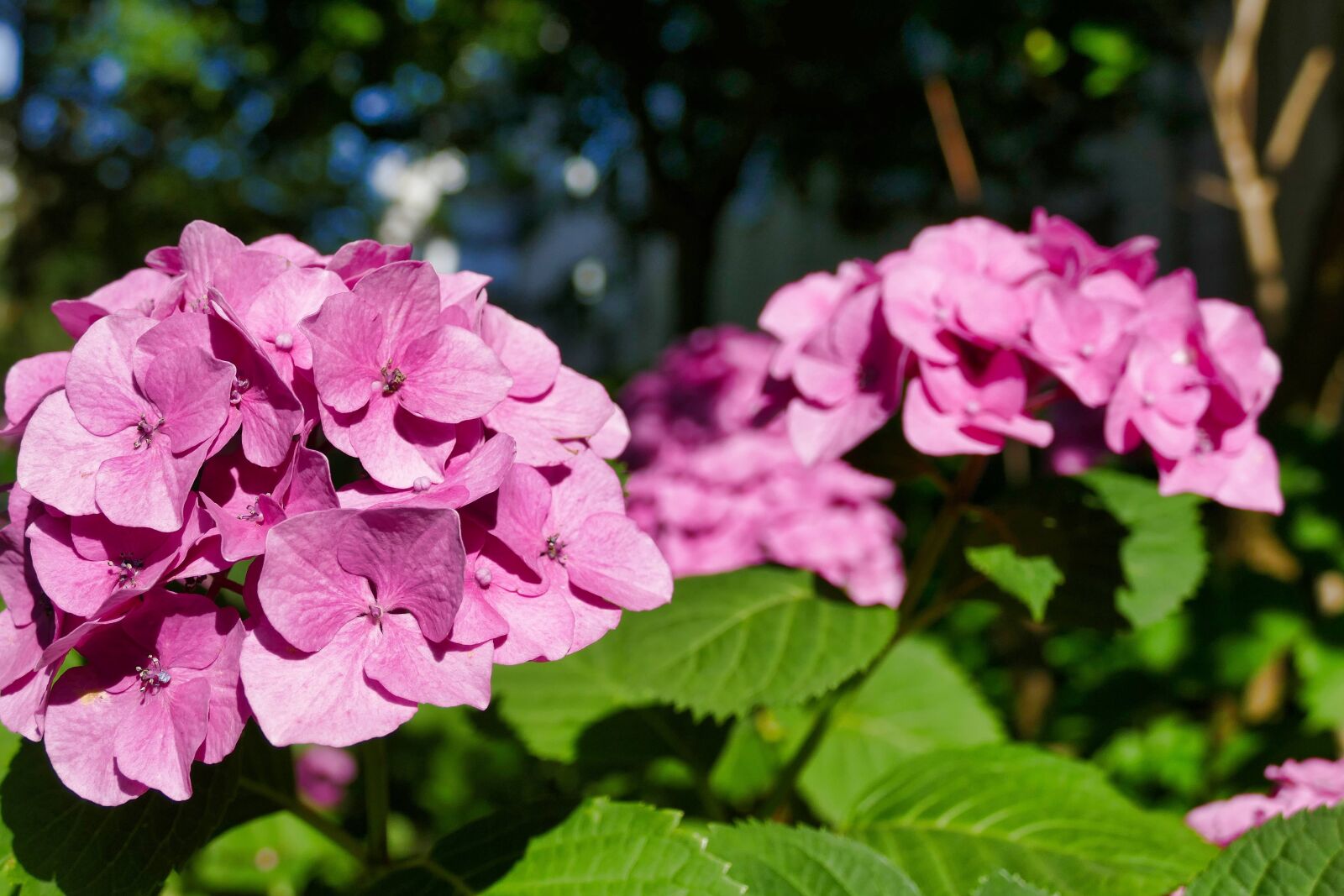 Panasonic Lumix DMC-FZ1000 sample photo. Hydrangea, pink, blossom photography